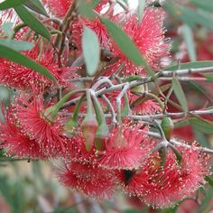 some red flowers are growing on a tree