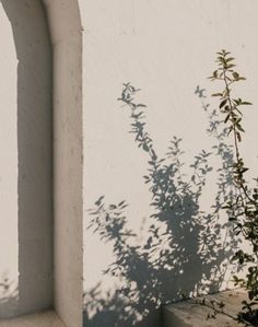 a plant casts a shadow on the wall