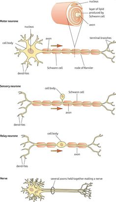 Structure Of Neuron, Nerve Structure, Brain Anatomy And Function, Muscular System Anatomy, Types Of Neurons, Nervous System Anatomy, Nerve Anatomy, Medical Terminology Study, Nerve Cells