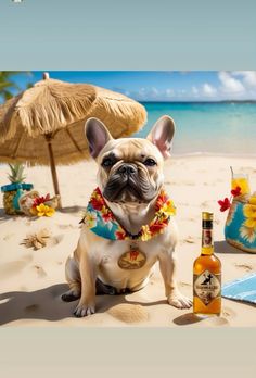 a dog sitting on the beach next to a bottle of booze