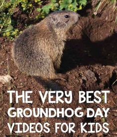 the very best groundhog day videos for kids and grown - ups to help them grow