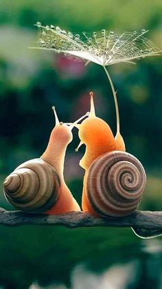 two snails kissing under an umbrella with the caption gracias por permitime amarte