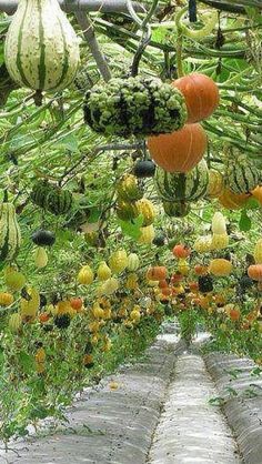 an outdoor garden filled with lots of different types of fruits and vegetables hanging from the ceiling