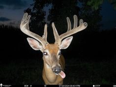 a deer with antlers sticking out its tongue in the night time photo by person