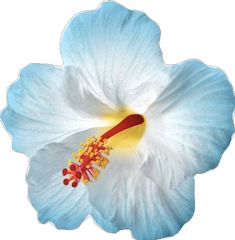 a white and blue flower with red stamens on it's center piece