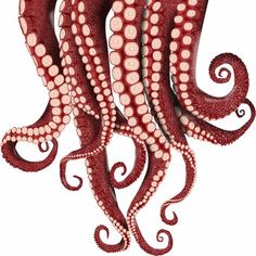 an octopus is standing in the water with its tentacles curled up to it's sides