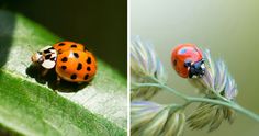 two pictures of ladybugs sitting on top of a green leaf next to each other