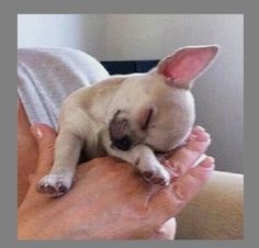 a person holding a small white dog in their lap with his head on the arm