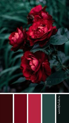 red roses with green leaves in the foreground and color swatches on the background