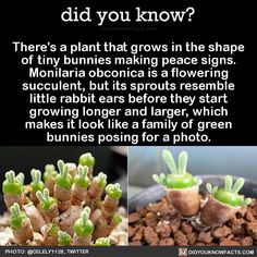 there is a plant that grows in the shape of tiny bunnies