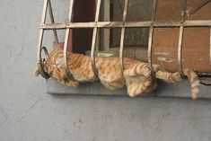 an orange and white cat laying on top of a window sill next to a building