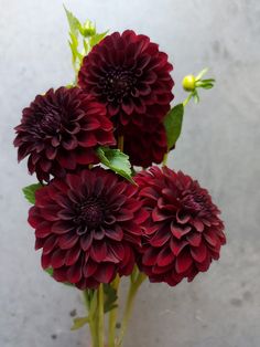 three red flowers in a vase on a table