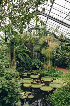 the inside of a greenhouse filled with lots of plants and water lilies in it