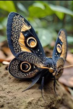 a close up of a butterfly on a rock with leaves in the back ground and trees in the background