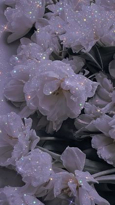 some white flowers with water droplets on them and sparkles in the sky behind them