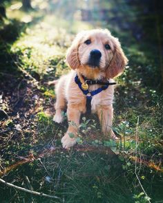 a small brown dog sitting on top of a lush green forest filled with leaves and grass