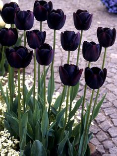 purple tulips are in a pot on the ground