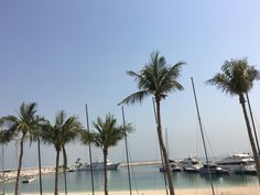 palm trees line the beach with boats docked in the water behind them on a sunny day