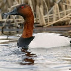 a duck floating on top of a lake next to tall grass and reeds in the background