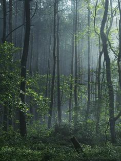 the sun shines through the foggy forest