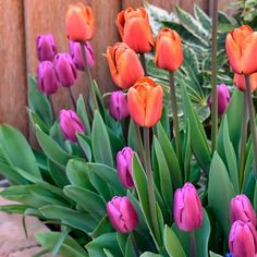 many purple and orange flowers in a garden