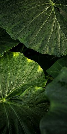 green leaves with drops of water on them