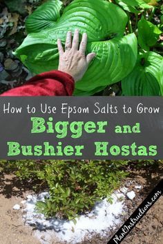 a person reaching for some green plants with the words how to use epsom salts to grow bigger and bushier hostas