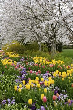 a field full of flowers and trees in the background