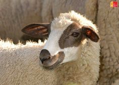 two sheep standing next to each other on a field