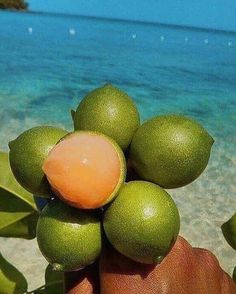 a person is holding some fruit on the beach