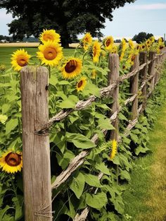 sunflowers are growing on the side of a fence