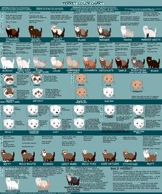 the different types of otters and their names are shown in this chart, which shows how