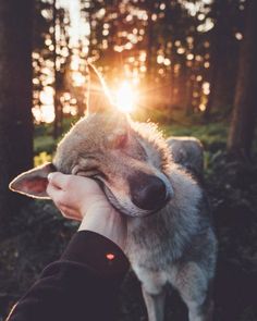 a person is petting a wolf in the woods at sunset or sunrise time,