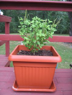 a potted plant sitting on top of a wooden deck