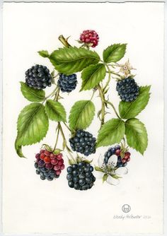 a painting of berries and leaves on a white background