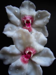 two white and pink flowers with drops of water on them, against a black background