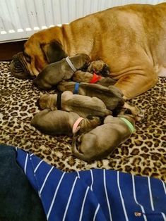 a large brown dog laying on top of a pile of stuffed animals