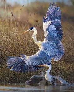 a large bird flying over a body of water with it's wings spread out