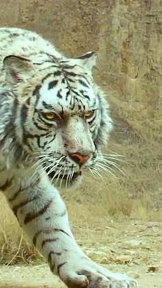 a large white tiger walking across a dry grass covered field next to a rock wall