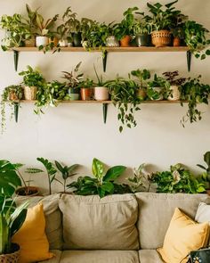 a living room filled with lots of plants and potted plants on top of shelves