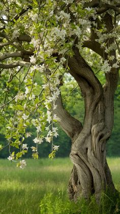 an old tree with white flowers growing on it's trunk in the grass near some trees