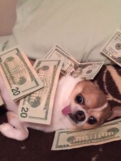 a small dog laying on top of a bed covered in dollar bills with his tongue sticking out