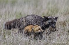 a mother wolf and her baby walking through tall grass