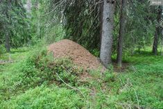 a mound of dirt in the middle of a forest with trees and grass around it