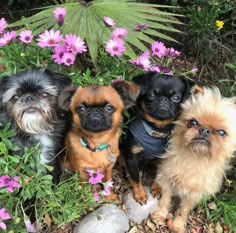 three small dogs are sitting in the grass and some pink flowers, with one dog looking at the camera