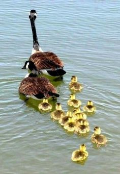 two geese are swimming in the water with ducklings