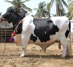 a black and white cow standing on top of a dirt field next to palm trees