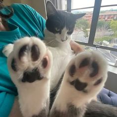 a cat laying on top of a woman's legs with her paw up to the camera