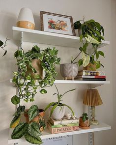 several houseplants and other plants are on shelves