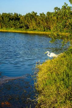 a large white bird standing on top of a lake